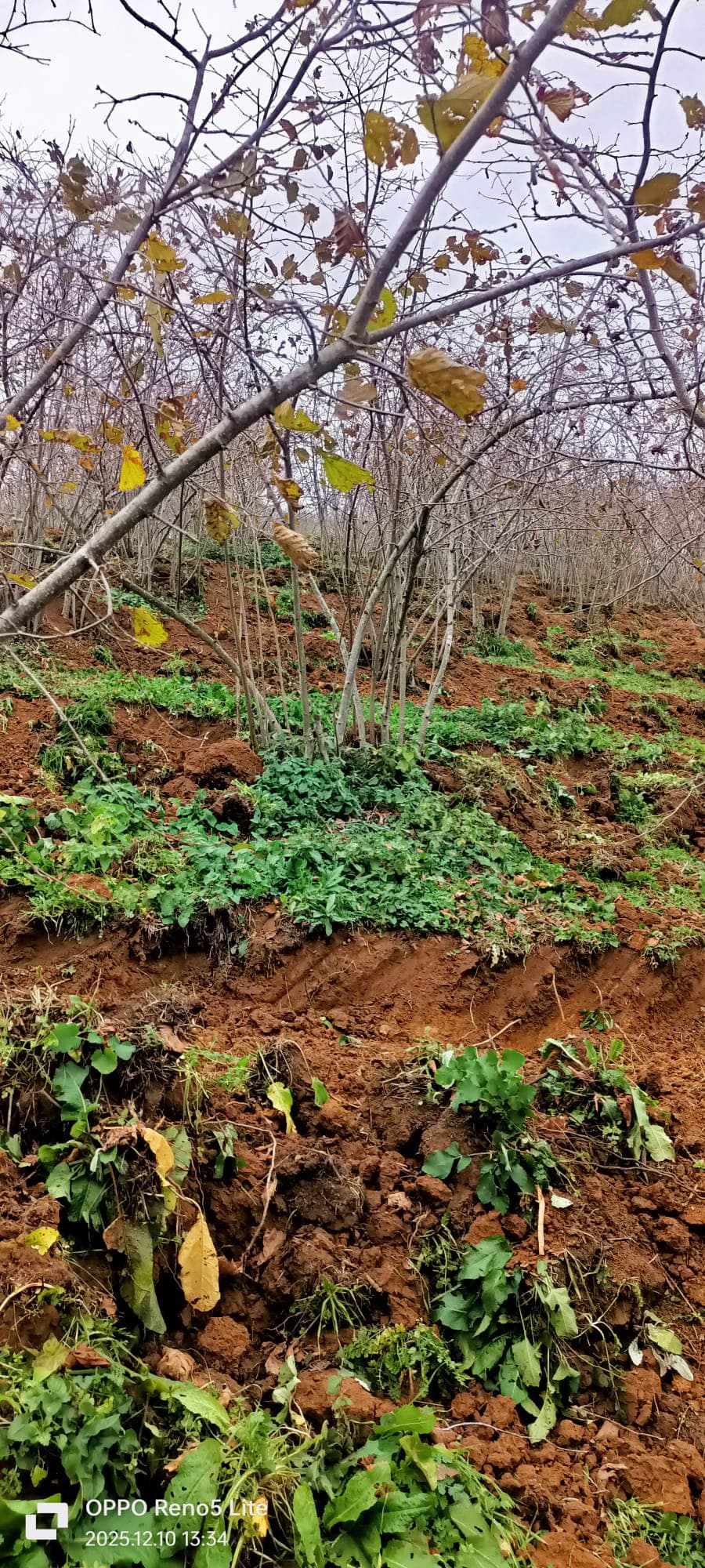 Bafra Mini Kepçe Hizmeti Proje 4 - Kazı İşleri ve Ekskavatör Kiralama Projesi